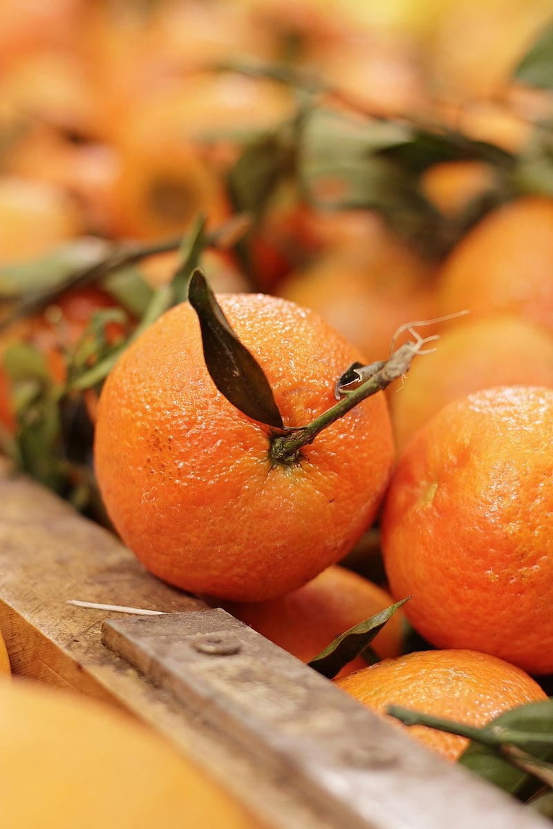 Sun Citrus Explosion